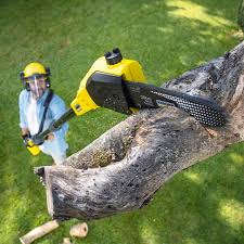 Best Tree Removal Service  in USA